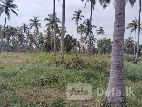 23 Acres Land Sale Wariyapola, Kurunegala