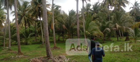 10 Acres Land Kurunagala