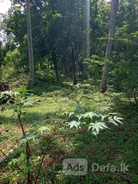 Land for Sale Marassana