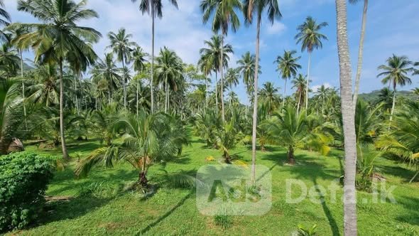 Land for sale Kurunagala, Malsiripura