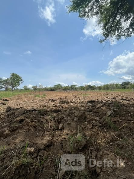 2 acres of agricultural land for sale Anamaduwa